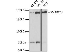 Western blot analysis of extracts of various cell lines, using SMARCC1 antibody (ABIN1877114) at 1:1000 dilution. (SMARCC1 anticorps)