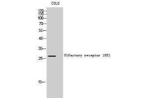 Western Blotting (WB) image for anti-Olfactory Receptor, Family 10, Subfamily X, Member 1 (OR10X1) (C-Term) antibody (ABIN3186022)