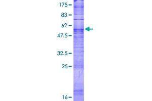 Image no. 1 for Taste Receptor, Type 2, Member 7 (TAS2R7) (AA 1-318) protein (GST tag) (ABIN1322184)