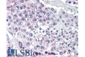 ABIN190875 (5µg/ml) staining of paraffin embedded Human Testis. (GPSM2 anticorps  (Internal Region))