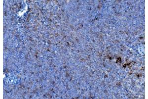 IHC analysis of P4HB using anti-P4HB antibody (ABIN7600075). (P4HB anticorps  (AA 146-363))