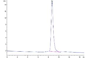 The purity of Biotinylated Mouse uPAR isoform 1 is greater than 95 % as determined by SEC-HPLC.