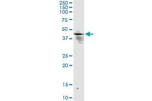 Immunoprecipitation of INPP1 transfected lysate using anti-INPP1 monoclonal antibody and Protein A Magnetic Bead , and immunoblotted with INPP1 MaxPab rabbit polyclonal antibody.