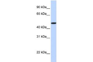 WB Suggested Anti-EPOR Antibody Titration:  0.