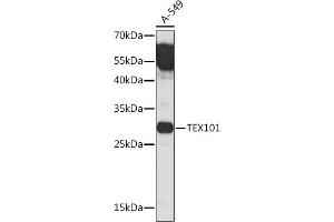 Western blot analysis of extracts of A-549 cells, using TEX101 Rabbit pAb (ABIN7270773) at 1:1000 dilution. (TEX101 anticorps)
