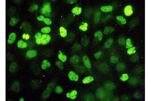 Immunofluorescence (IF) image for anti-ES1 Protein Homolog (AA 1-281), (full length), (N-Term) antibody (ABIN1449175)