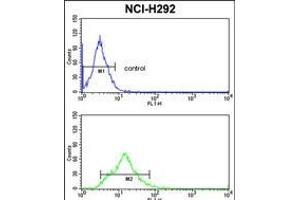 Flow cytometric analysis of NCI-H292 cells (bottom histogram) compared to a negative control cell (top histogram). (Transgelin anticorps  (C-Term))