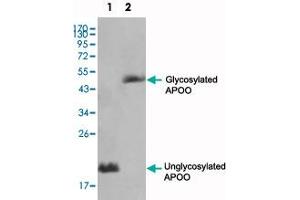 Western blot analysis using APOO monoclonal antibody, clone 2F1  against HepG2 (1) and 3T3-L1(2) cell lysate.
