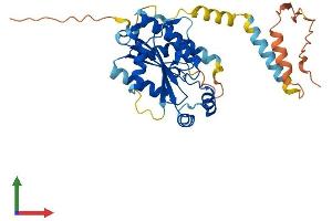 AlphaFold protein structure predicition of Human Recombinant PSTK Protein, UniprotID Q8IV42