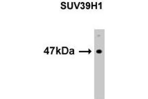Western Blotting (WB) image for anti-Suppressor of Variegation 3-9 Homolog 1 (Drosophila) (SUV39H1) (N-Term) antibody (ABIN356373) (SUV39H1 anticorps  (N-Term))