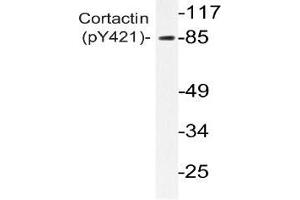 Western blot analysis of Cortactin antibody in extracts from 3T3 H2O2 cells (Cortactin anticorps  (pTyr421))