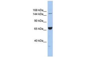Image no. 1 for anti-Kinesin Family Member 15 (KIF15) (AA 1079-1128) antibody (ABIN6742417) (KIF15 anticorps  (AA 1079-1128))