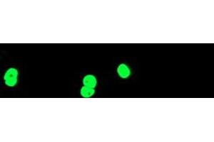 Immunofluorescence (IF) image for anti-T-Cell Acute Lymphocytic Leukemia 1 (TAL1) antibody (ABIN1501287) (TAL1 anticorps)