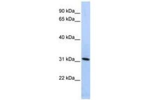 Image no. 1 for anti-Synaptogyrin 4 (SYNGR4) (N-Term) antibody (ABIN6740995) (SYNGR4 anticorps  (N-Term))