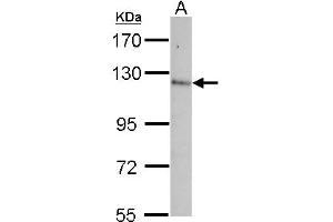 Western Blotting (WB) image for anti-Contactin 5 (CNTN5) (AA 703-920) antibody (ABIN1497555) (Contactin 5 anticorps  (AA 703-920))
