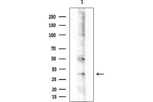 Western blot analysis of lysates from HUVEC cells, using OR10S1 Antibody at 1/1000 dilution.
