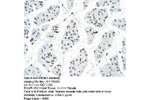 Rabbit Anti-RBM22 Antibody  Paraffin Embedded Tissue: Human Muscle Cellular Data: Skeletal muscle cells Antibody Concentration: 4. (RBM22 anticorps  (C-Term))