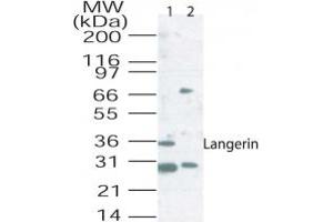 Western blot analysis of langerin in mouse lung tissue lysate using 2 ug/ml of antibody. (CD207 anticorps  (AA 26-44))
