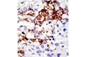 Image no. 2 for anti-Ubiquitin Specific Peptidase 16 (USP16) (N-Term) antibody (ABIN357550) (USP16 anticorps  (N-Term))