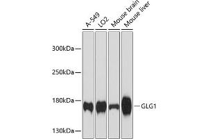 Western blot analysis of extracts of various cell lines, using GLG1 antibody  at 1:3000 dilution. (GLG1 anticorps  (AA 974-1203))