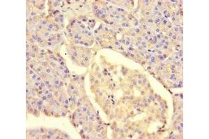 Immunohistochemistry of paraffin-embedded human pancreatic tissue using ABIN7159675 at dilution of 1:100 (METTL7A anticorps  (AA 30-244))
