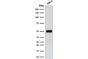 Western Blot Analysis of human HeLa cell lysate using FOXA1 Monoclonal Antibody (FOXA1/1512). (FOXA1 anticorps  (AA 372-472))
