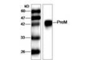Image no. 1 for anti-West Nile Virus (WNV) (AA 1-135) antibody (ABIN791626) (West Nile Virus anticorps  (AA 1-135))