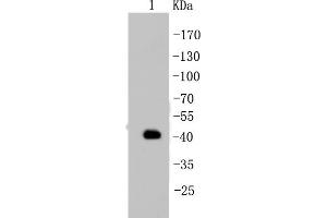 MCF-7 Cell lysates, probed with Cytokeratin 19 (2F3)Monoclonal Antibody  at 1:1000 overnight at 4˚C.