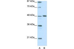 Western Blotting (WB) image for anti-Zinc Finger Protein 259 (znf259) antibody (ABIN2461710) (ZNF259 anticorps)