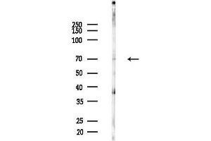 anti-Activating Transcription Factor 2 (ATF2) (pThr51), (pThr69) antibody