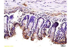 Formalin-fixed and paraffin embedded mouse small intestine tissue labeled with Anti JAM1 Polyclonal Antibody, Unconjugated (ABIN702130) at 1:200 followed by conjugation to the secondary antibody and DAB staining (F11R anticorps  (AA 51-150))
