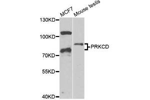 PKC delta anticorps  (AA 477-676)