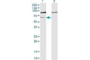 Western Blot analysis of GNL3 expression in transfected 293T cell line by GNL3 monoclonal antibody (M01), clone 1A1. (Nucleostemin anticorps  (AA 328-427))