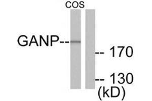 Western blot analysis of extracts from COS7 cells, using GANP Antibody. (GANP anticorps  (AA 1841-1890))