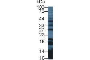 Western Blot; Sample: Rat Cerebrum lysate; Primary Ab: 3µg/ml Rabbit Anti-Human GAL Antibody Second Ab: 0.
