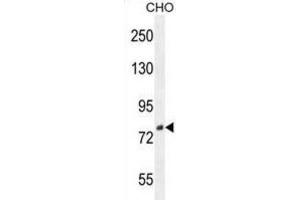 Western Blotting (WB) image for anti-Family with Sequence Similarity 212, Member B (FAM212B) antibody (ABIN2996391) (FAM212B anticorps)