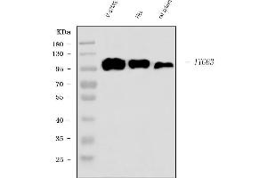 Western blot analysis of Integrin beta 3/ITGB3 using anti-Integrin beta 3/ITGB3 antibody (ABIN7601139).