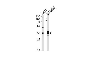 Western blot analysis of lysates from A431, SK-BR-3 cell line (from left to right), using ANXA2 Antibody (C-term) (ABIN391620 and ABIN2841539). (Annexin A2 anticorps  (C-Term))