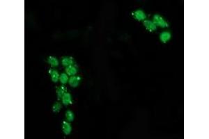Immunofluorescence (IF) image for anti-Tumor Protein P53 (TP53) antibody (ABIN1499971) (p53 anticorps)