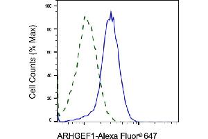 Validation of ARHGEF1 knockdown using flow cytometry. (ARHGEF1 anticorps)