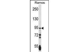 PCDHGA3 Antibody (Center) (ABIN657534 and ABIN2846552) western blot analysis in Ramos cell line lysates (35 μg/lane). (PCDHGA3 anticorps  (AA 284-311))