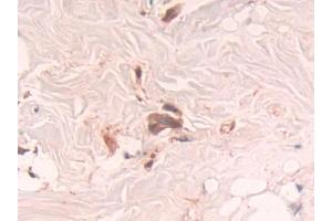 Used in DAB staining on fromalin fixed paraffin-embedded Brain tissue