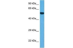 Host:  Rabbit  Target Name:  IRF8  Sample Tissue:  Human DLD1 Whole Cell  Antibody Dilution:  1ug/ml (IRF8 anticorps  (N-Term))