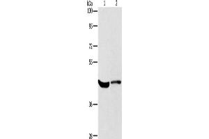 Western Blotting (WB) image for anti-Potassium Voltage-Gated Channel, Shaker-Related Subfamily, Member 7 (KCNA7) antibody (ABIN2434870)