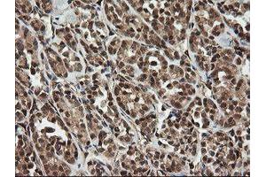 Image no. 3 for anti-OTU Domain, Ubiquitin Aldehyde Binding 1 (OTUB1) antibody (ABIN1499933)