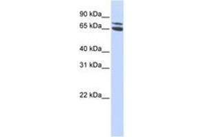 Image no. 1 for anti-Zinc Finger and BTB Domain Containing 48 (ZBTB48) (AA 468-517) antibody (ABIN6744232) (ZBTB48 anticorps  (AA 468-517))