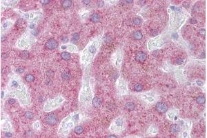 Immunohistochemistry with Liver tissue at an antibody concentration of 5µg/ml using anti-PON3 antibody (ARP41833_P050)