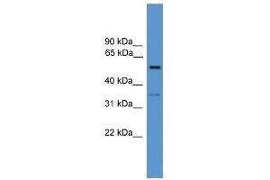COCH antibody used at 0. (COCH anticorps  (N-Term))