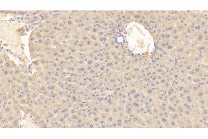 Detection of MIF in Mouse Liver Tissue using Polyclonal Antibody to Macrophage Migration Inhibitory Factor (MIF)