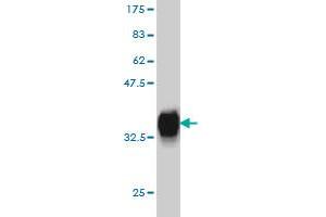 Western Blot detection against Immunogen (35.